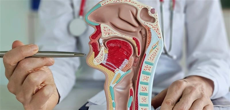 Здоровье носовых ходов