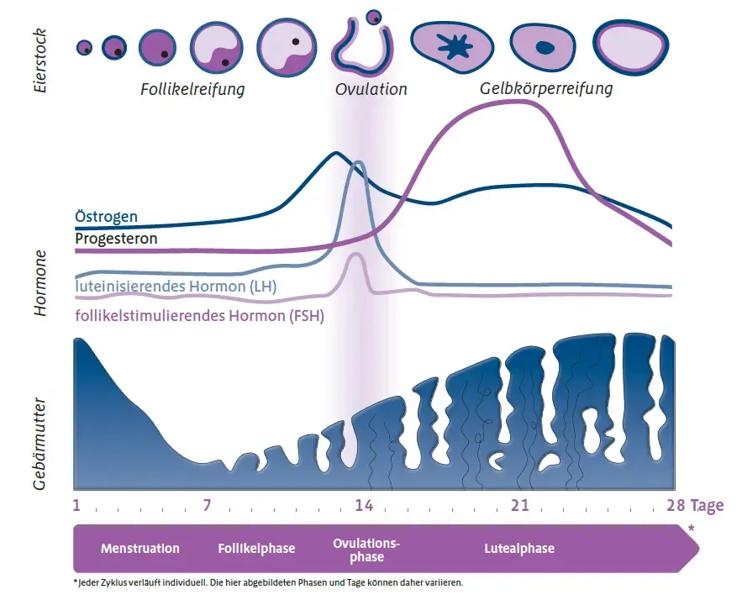 Textbild Menstruationszyklus; Veranschaulichung des weiblichen Menstruationszyklus als Grafik anhand der unterschiedlichen Phasen
