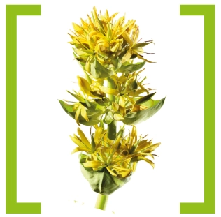 Горечавка желтая (Gentianae lutea)