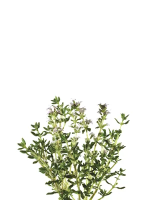 Thymian
