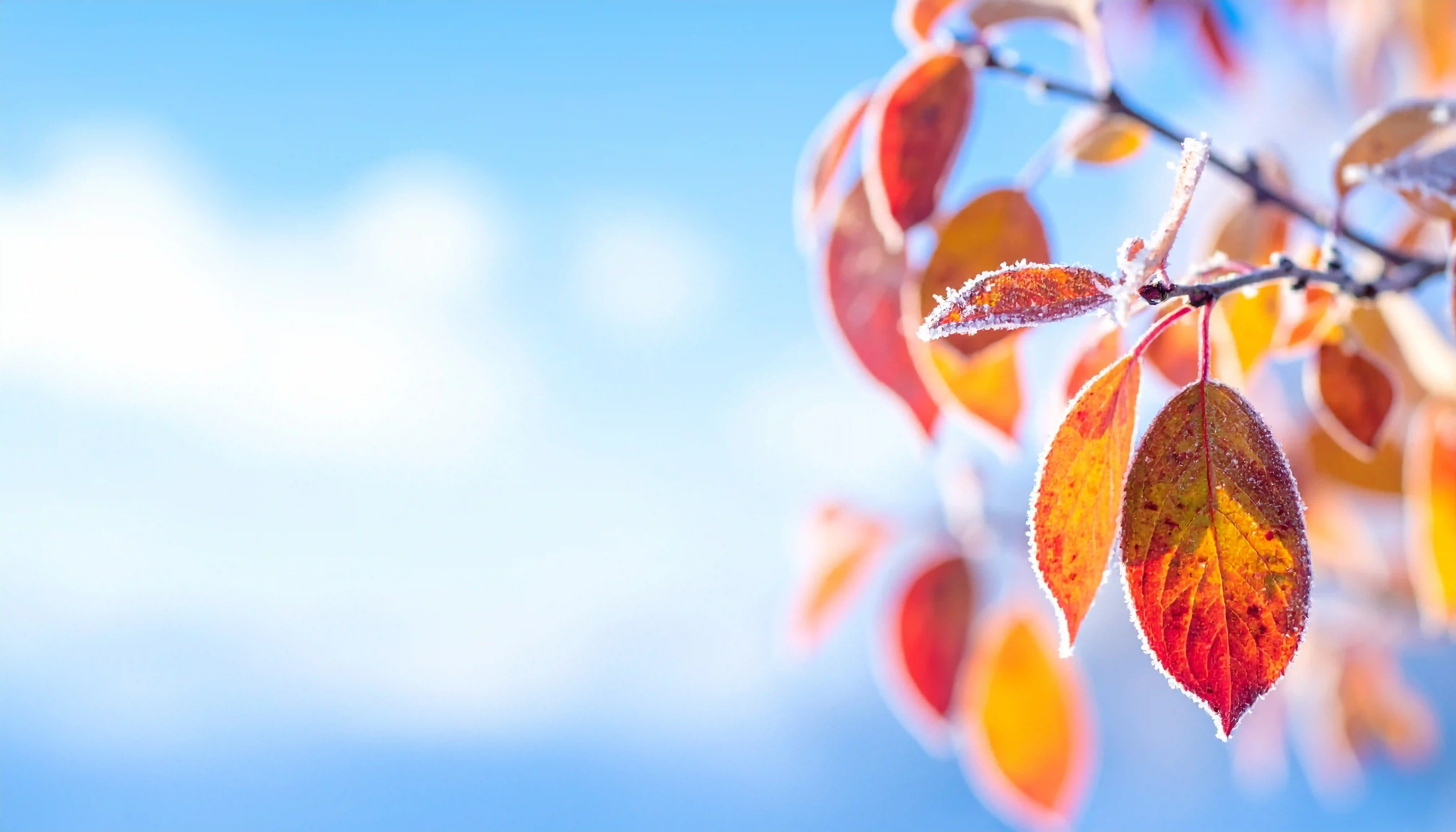 Сезонные инфекции 