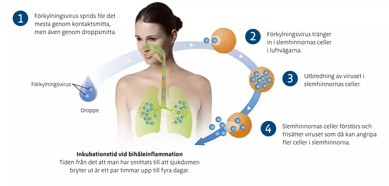 bihaleinflammation