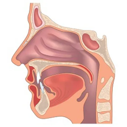 Anatomia și fiziologia tractului respirator superior