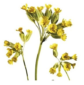  Florile de Ciuboțica-cucului