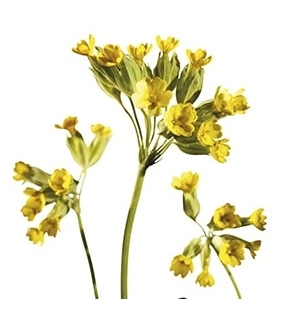 Первоцвет, или примула