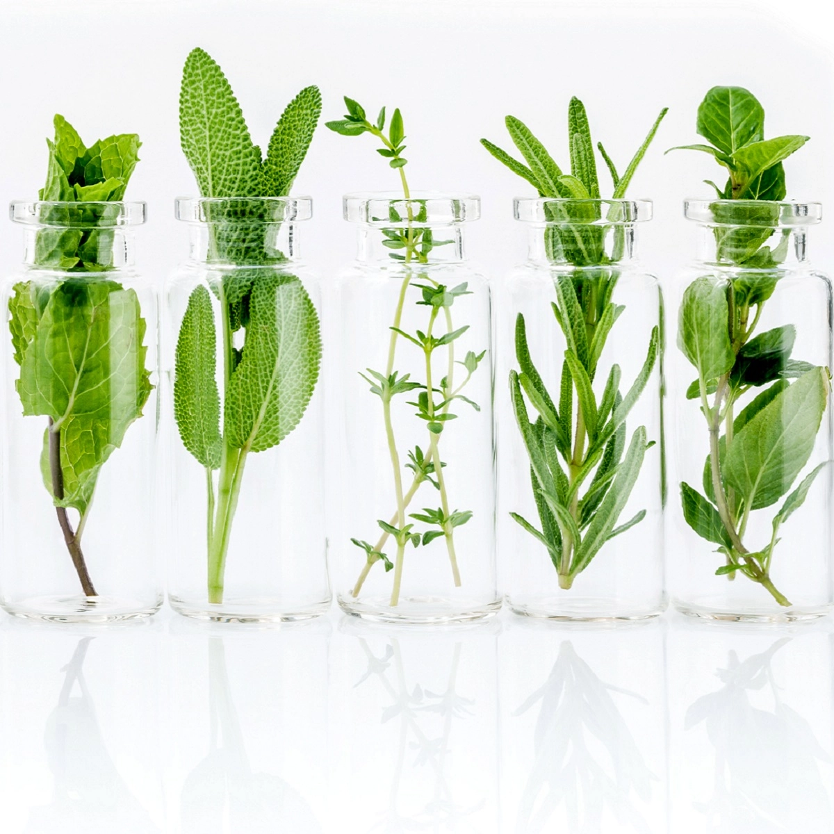 Plantele din compoziție