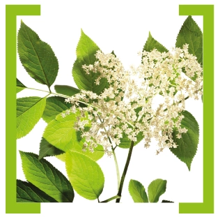 Черная бузина (Sambucus nigra)