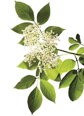 Florile de soc (Sambucus nigra)