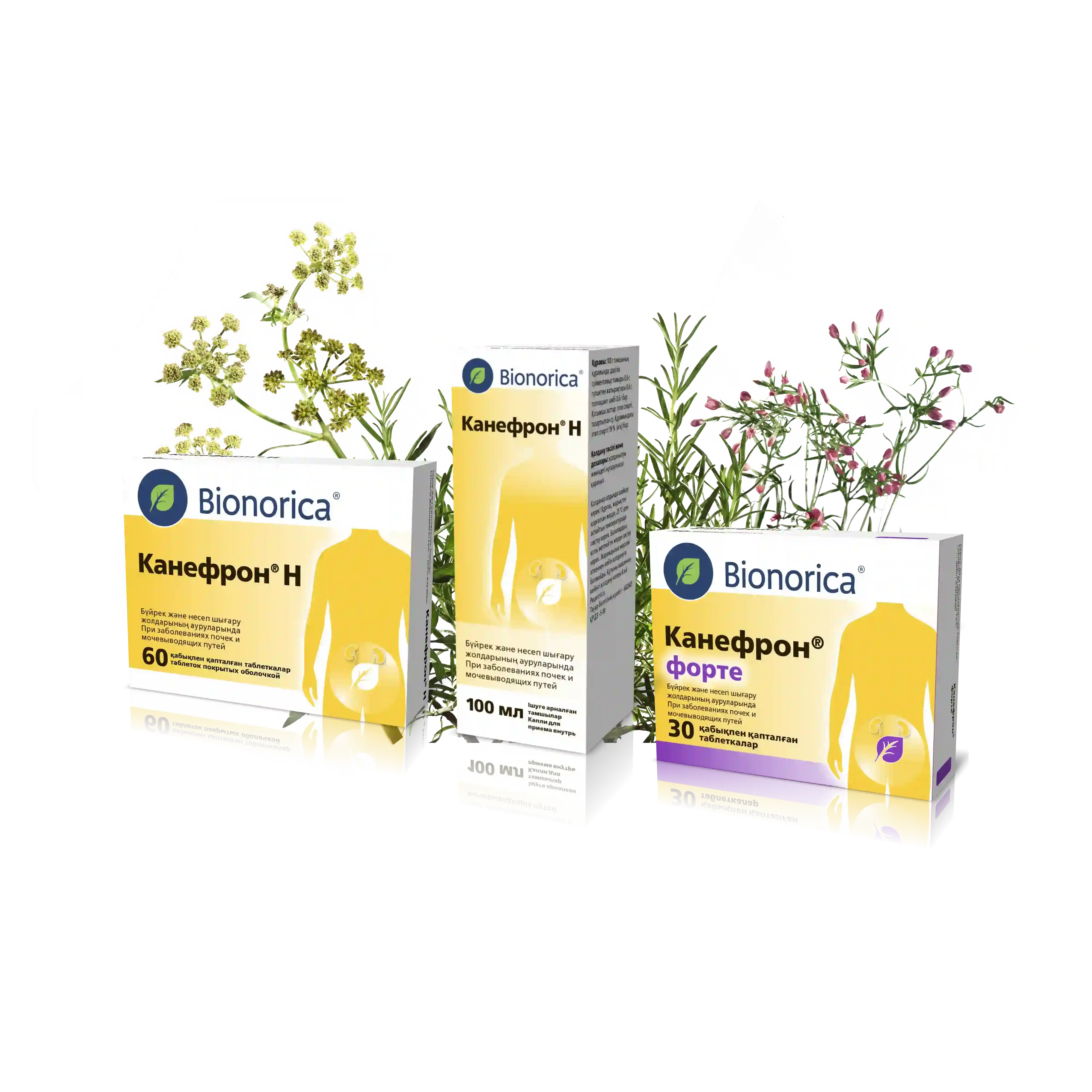 Канефрон фитониринг