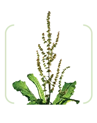 Iarbă de măcriş (Rumex acetosa)