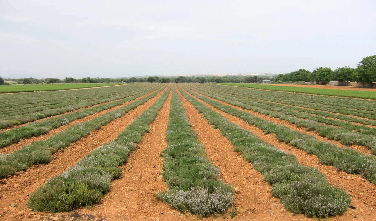 От семян до обработки - все из одного источника