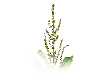 rumex-crispus