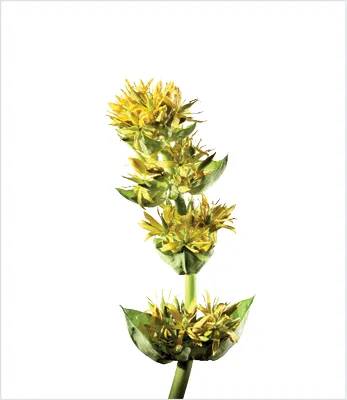 Hero Image EN Gentiana lutea