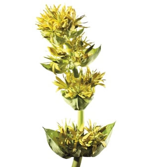 Rădăcini de Gențiană