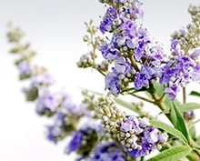 Мастодинон® - это комплекс природных компонентов