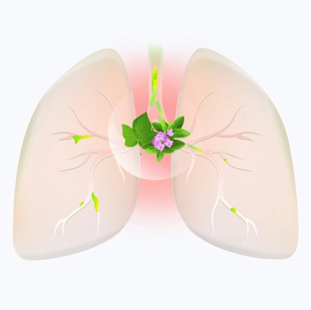 Растительный лекарственный препарат Бронхипрет®