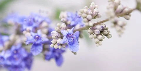 Nahaufnahme von Mönchspfeffer-Blüten – Symbolbild für pflanzliche Unterstützung bei PMS mit Mönchspfeffer.