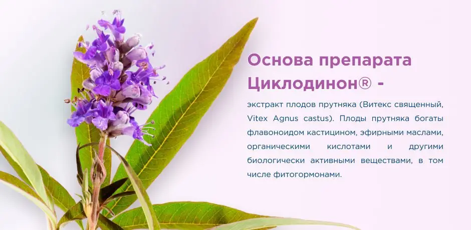 cyclodynon-sostav