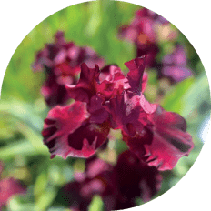 Ирис разноцветный