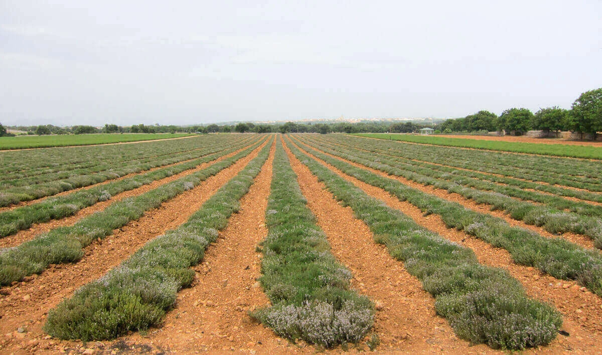 Від насіння до обробки