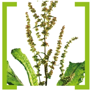 Щавель горький (Rumex)