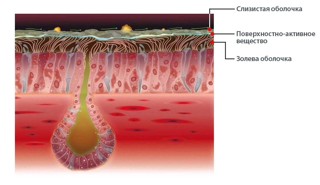слизова бронхів
