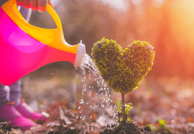a young tree in the shape of a heart is watered by a child