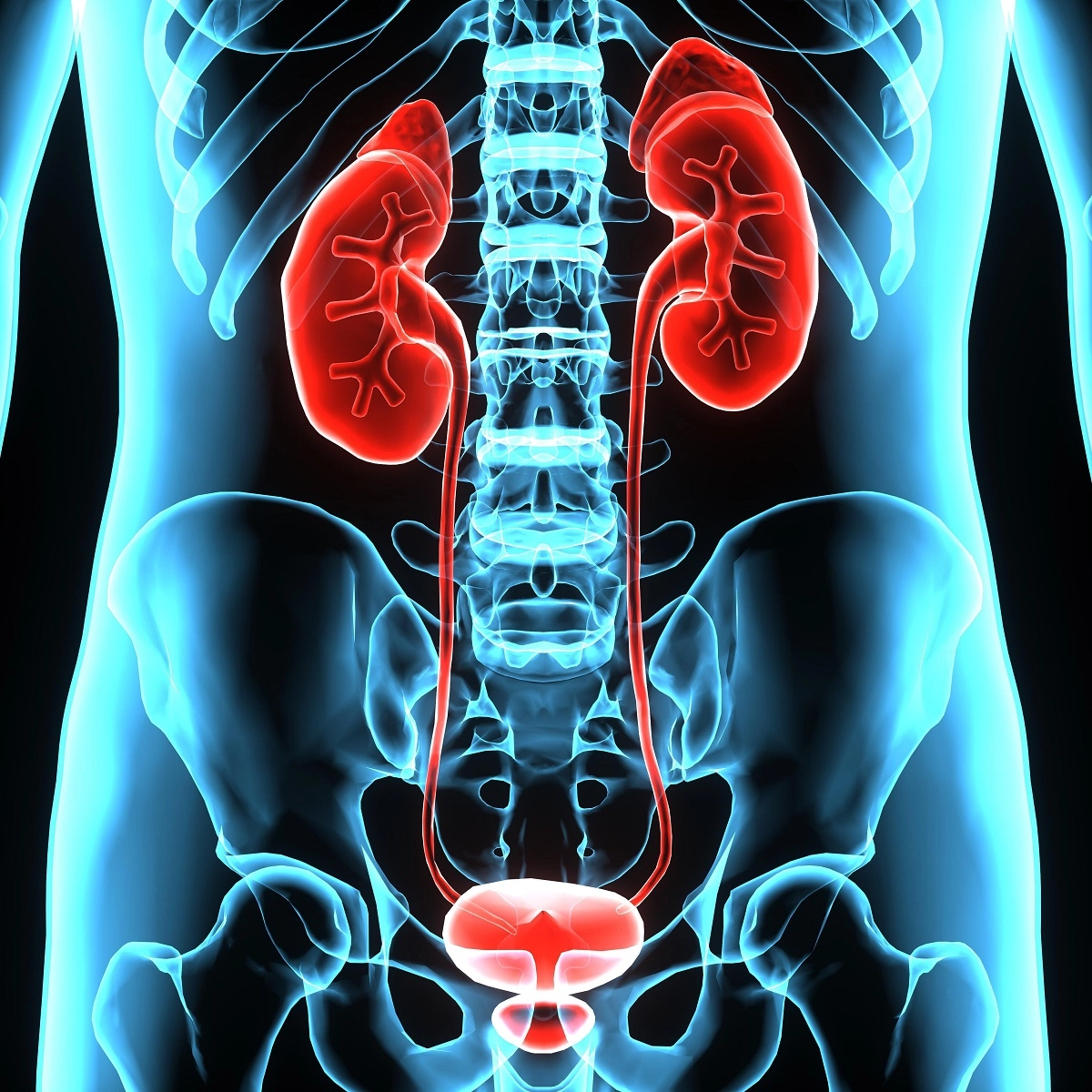 Анатомия мочевыводящих путей человека