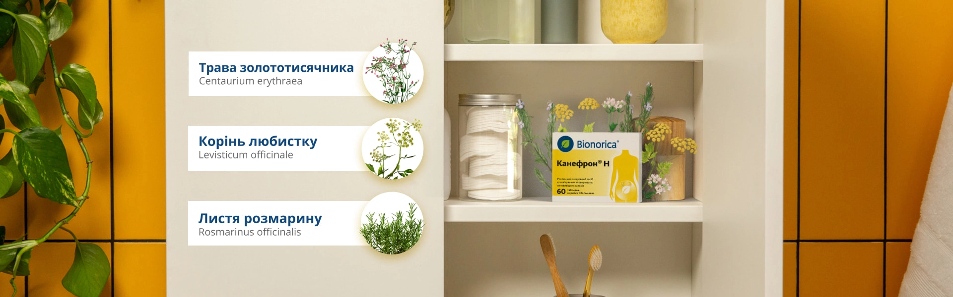 канефрон які трави