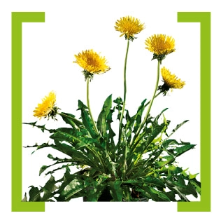 Одуванчик полевой (одуванчик лекарственный)