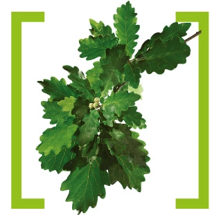 Дуб черешчатый (Quercus Robur)