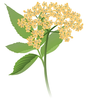 Бузина черная