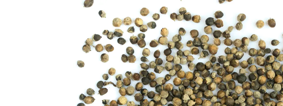 Mit Mönchspfeffer den Zyklus regulieren