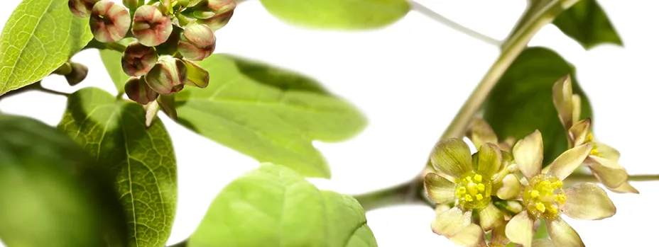Der Blaue Hahnenfuß ist ein altbewährtes Mittel gegen Frauenleiden.