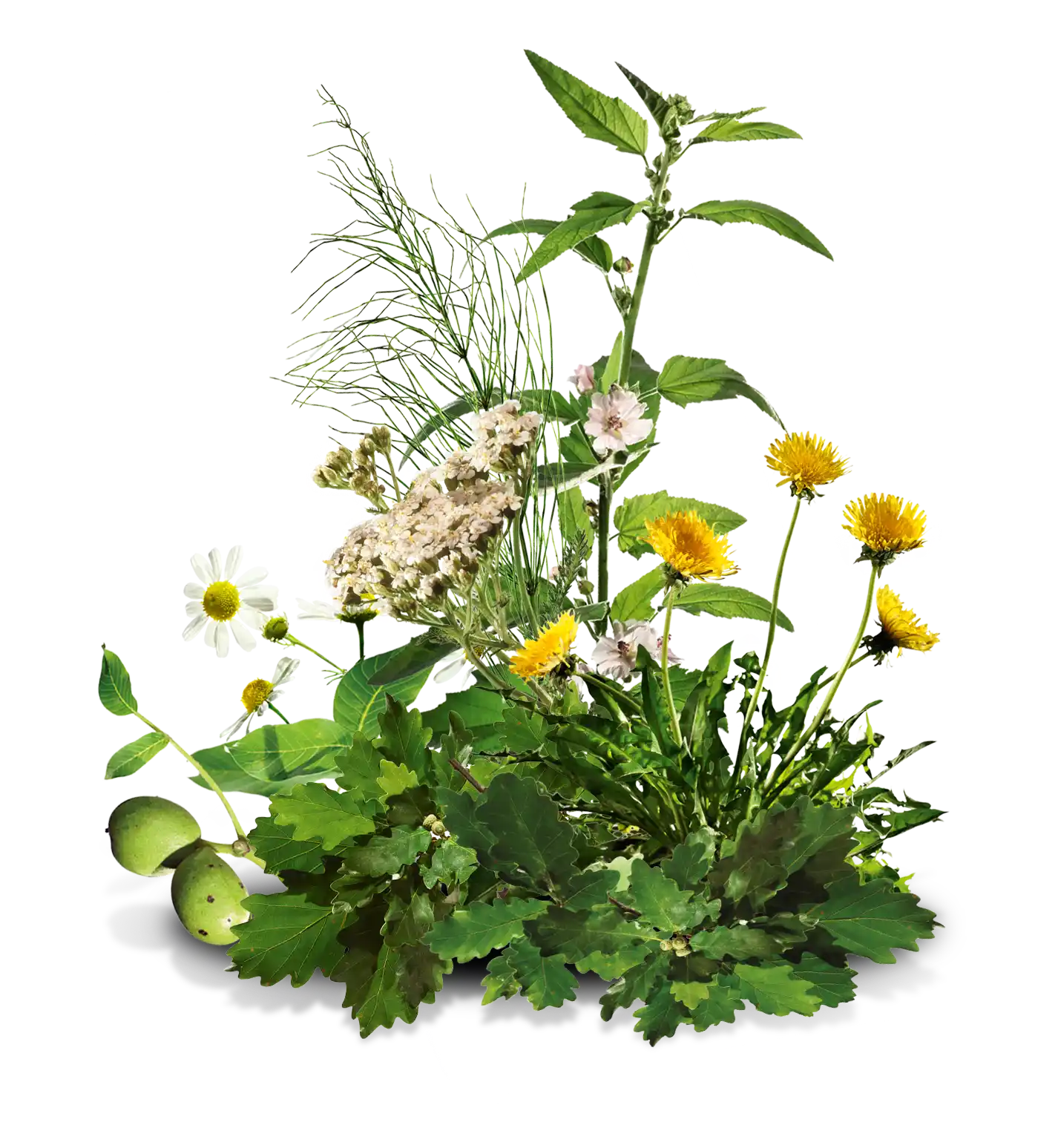 Состав - все травы Тонзилгон