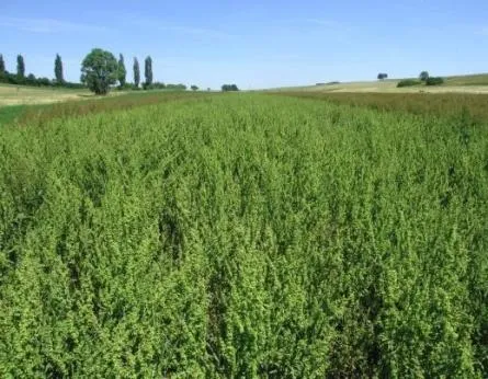 Выращивание травы щавеля