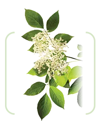Flori de soc (Sambucus nigra L.)