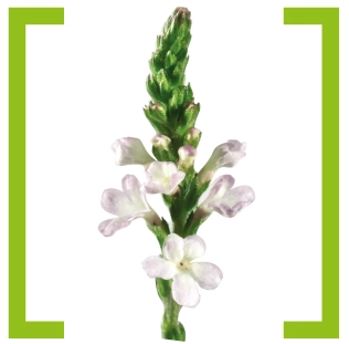  Вербена лекарственная (Verbena officinalis)