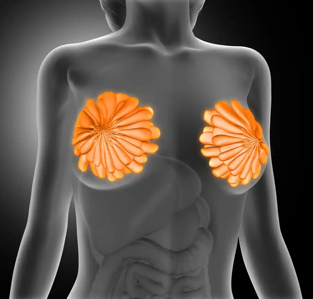 Сүт безінің құрылымы 2