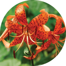 Лилия тигровая