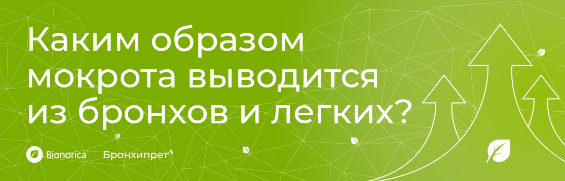 Каким образом мокрота выводится из бронхов и легких?