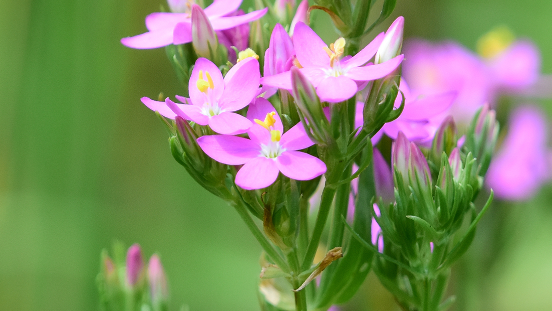 Flockarun är en ört känd för sin användning inom medicin