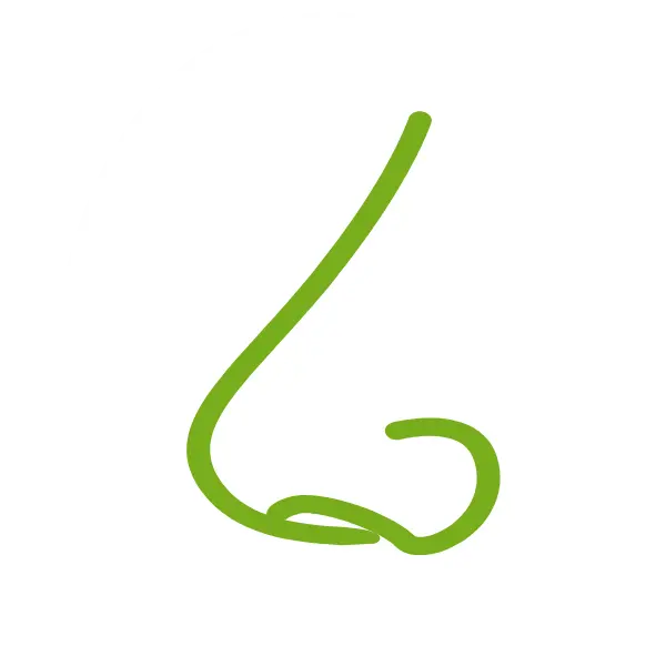 Grafik einer Nase in grün auf weissem Hintergrund