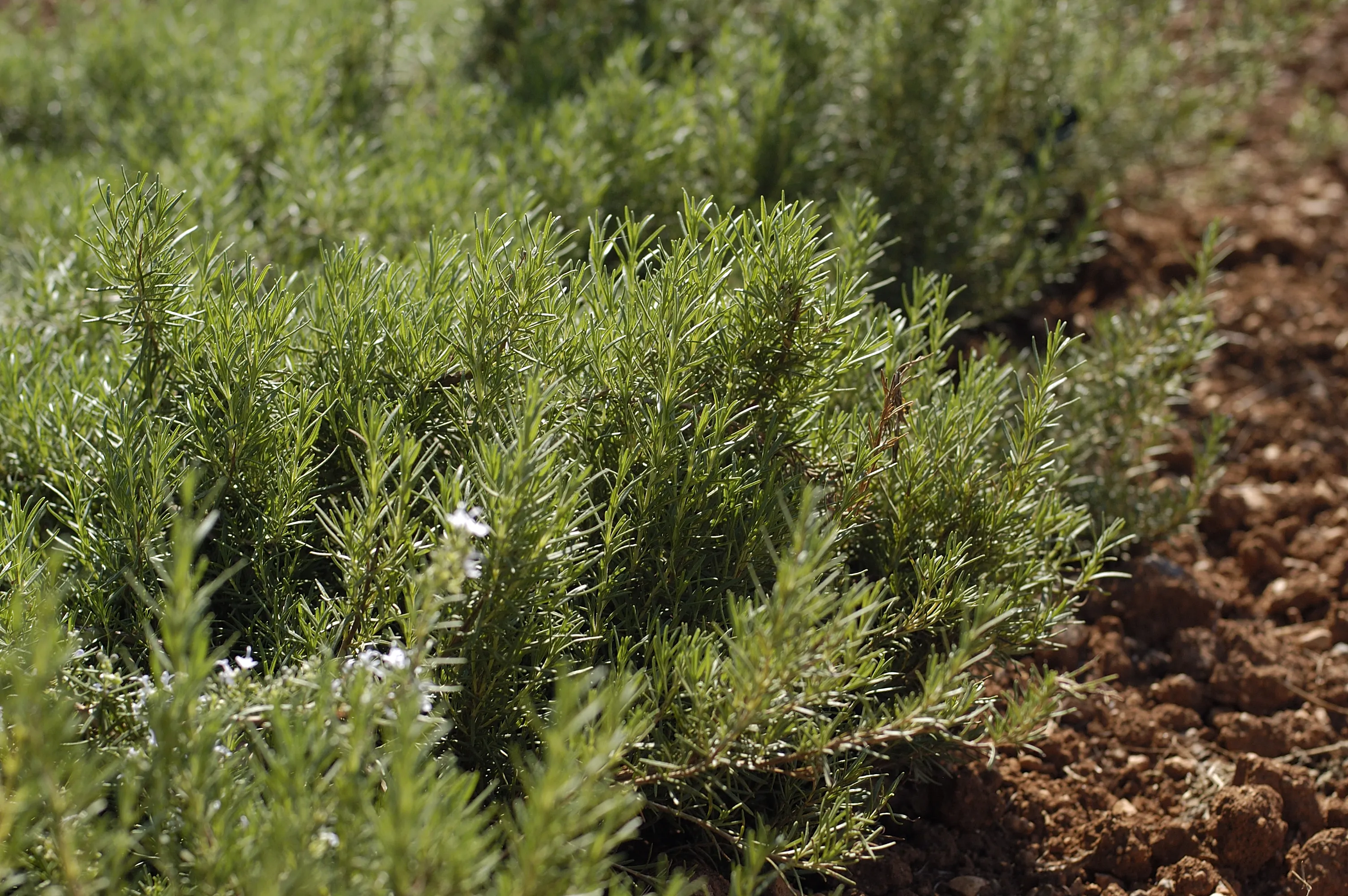 Выращивание розмарина