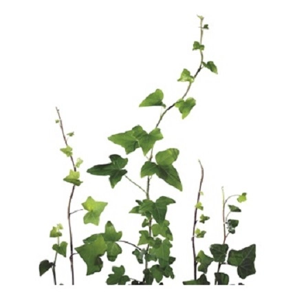 Плющ (Hedera helix)