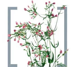 Oddiy zubturum (Zolototyasyachnik)