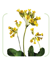 Flori de ciuboțica-cucului (Primula veris L.)