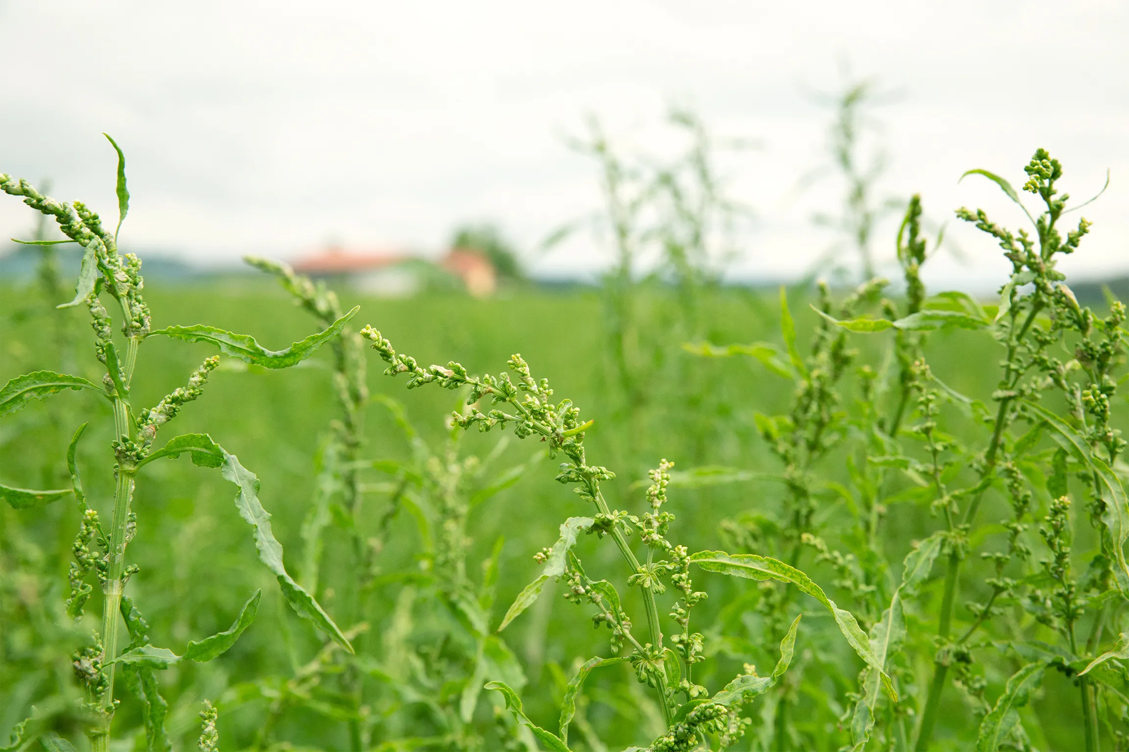 Щавель в приближенном виде