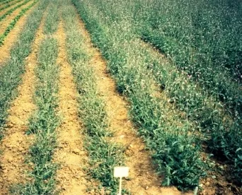 Gasteiner Tal, Österrike