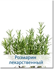 Розмарин